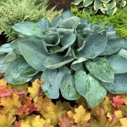 Shadowland® 'Above The Clouds' Hosta -Florist Shop 672 Shadowland Above The Clouds Hosta 3