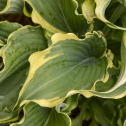 Shadowland® 'Voices In The Wind' Hosta -Florist Shop 675 Shadowland Voices In The Wind Hosta 3