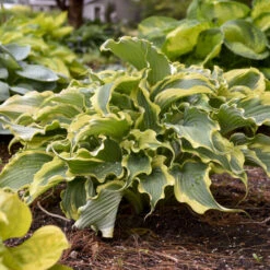 Shadowland® 'Voices In The Wind' Hosta -Florist Shop 675 Shadowland Voices In The Wind Hosta 4