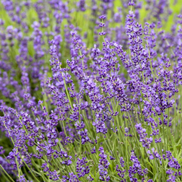'Imperial Gem' Lavender 3 'Imperial Gem' Lavender - Image 3