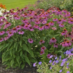 PowWow® Wild Berry Coneflower -Florist Shop 67e5e69a254d934546bfa5ca86736fa0