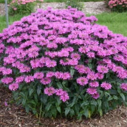 Upscale™ 'Lavender Taffeta' Bee Balm -Florist Shop 680 Upscale Lavender Taffeta Bee Balm 3