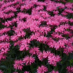 Upscale™ 'Pink Chenille' Bee Balm -Florist Shop 681 Monarda Pink Chenille Bee Balm 3