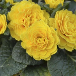 Prima Belarina® 'Spring Sun' Primrose