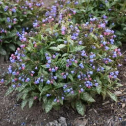 'Pink-a-Blue' Lungwort -Florist Shop 684 Pink A Blue Lungwort 2