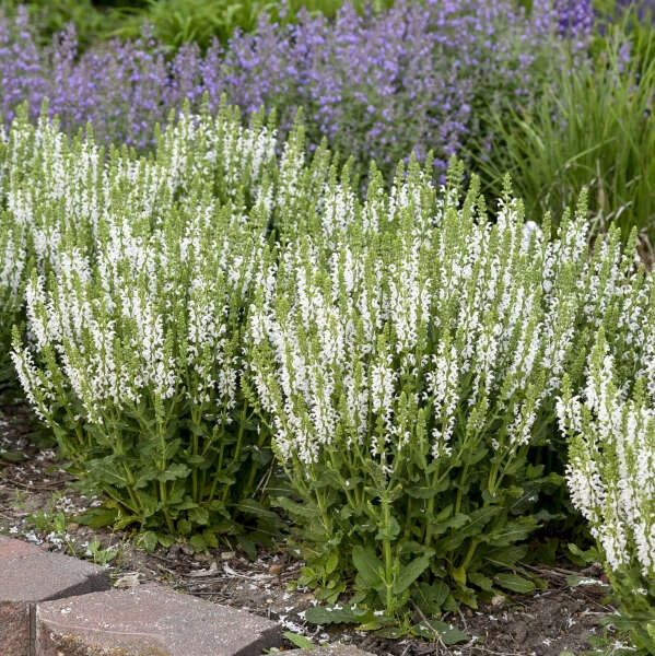 'White Profusion' Salvia 2 'White Profusion' Salvia - Image 2