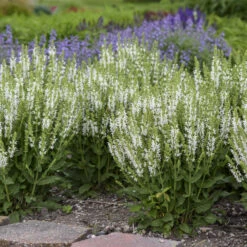 'White Profusion' Salvia 9 'White Profusion' Salvia -Florist Shop 685 White Profusion Salvia 3