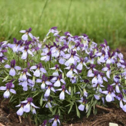 'Eco Artist Palette' Birdfoot Violet -Florist Shop 686 Eco Artist Palette Perennial Violet 2