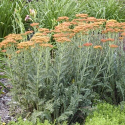 'Sassy Summer Sunset' Yarrow 5 'Sassy Summer Sunset' Yarrow -Florist Shop 688 Sassy Summer Sunset Yarrow 1