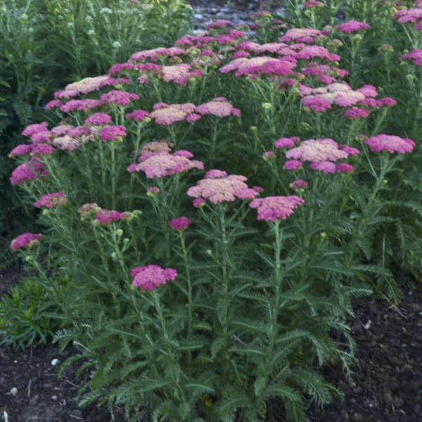 'Sassy Summer Taffy' Yarrow 2 'Sassy Summer Taffy' Yarrow - Image 2