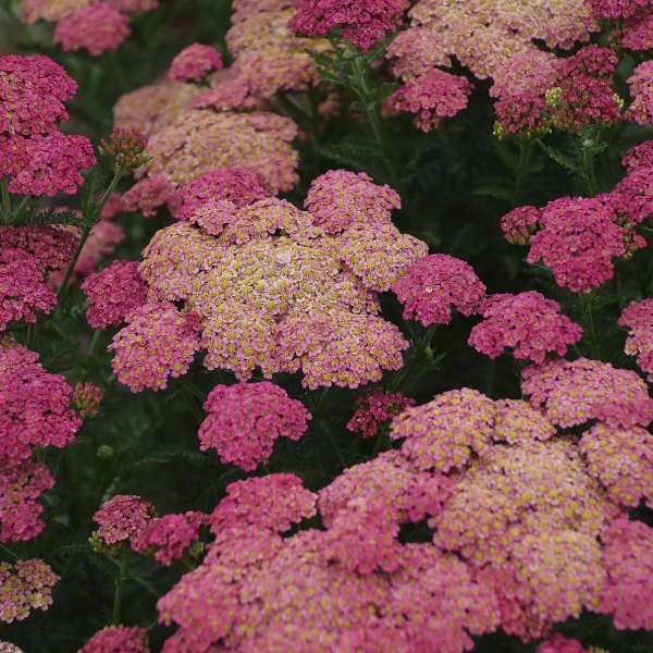 'Sassy Summer Taffy' Yarrow 1 'Sassy Summer Taffy' Yarrow