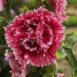 'Fiesta Time' Hollyhock -Florist Shop 693 Fiesta Time Hollyhock 1