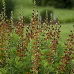 Decadence® 'Cherries Jubilee' False Indigo -Florist Shop 697 Decadence Cherries Jubilee False Indigo 4