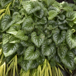 'Emerald Mist' Siberian Bugloss -Florist Shop 699 Emerald Mist Siberian Bugloss 1