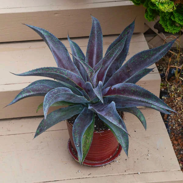 Mad About Mangave® 'Mission To Mars' Mangave 3 Mad About Mangave® 'Mission To Mars' Mangave - Image 3