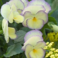 'Etain' Perennial Violet -Florist Shop 6b67be5d94bb9386e4dd3607ac306b8c