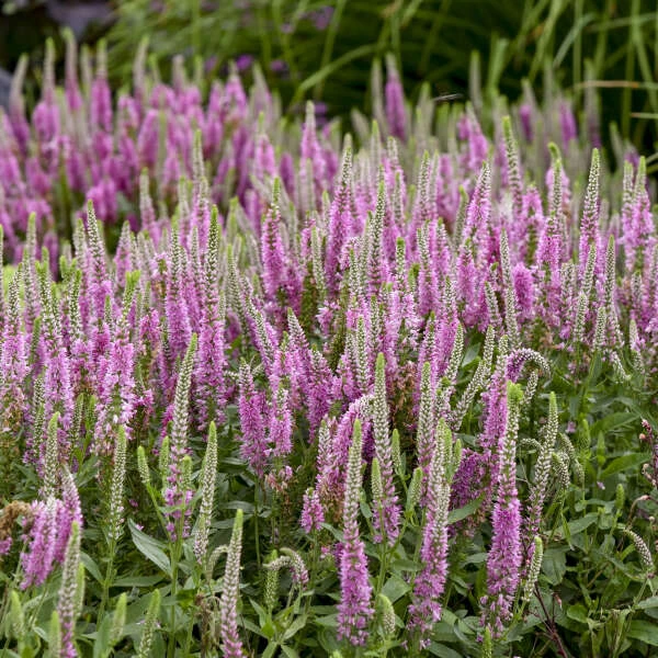 Magic Show® 'Pink Potion' Spike Speedwell 1 Magic Show® 'Pink Potion' Spike Speedwell