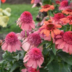 Double Dipped™ 'Rainbow Sherbet' Coneflower -Florist Shop 706 Double Dipped Rainbow Sherbet Coneflower 3