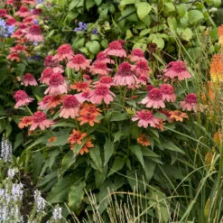 Double Dipped™ 'Rainbow Sherbet' Coneflower -Florist Shop 706 Double Dipped Rainbow Sherbet Coneflower 4