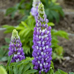 Mini Gallery™ Blue Bicolor Lupine