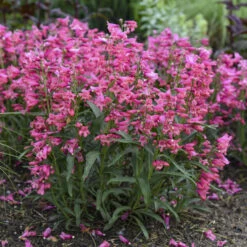 Bejeweled™ 'Pink Pearls' Beardtongue -Florist Shop 7206b84fdb86834eddf508c792f96850