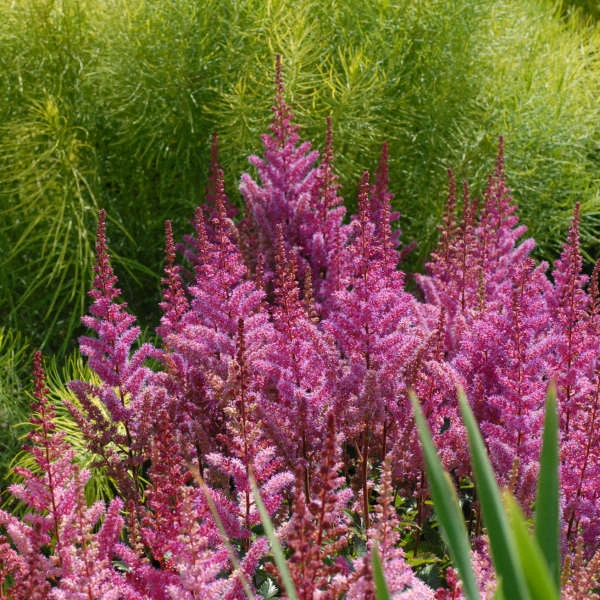 'Maggie Daley' Astilbe 1 'Maggie Daley' Astilbe