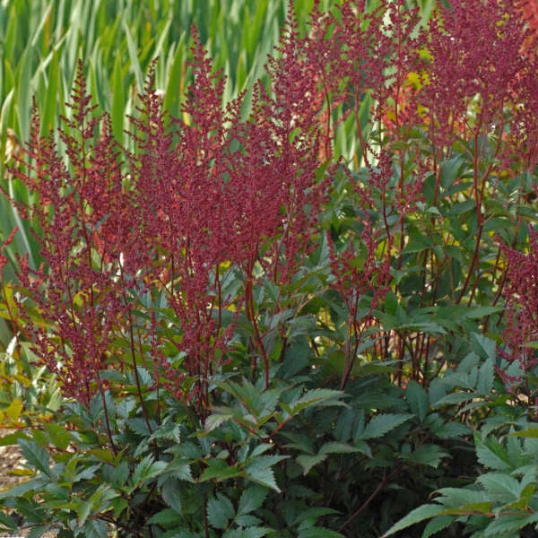 'Montgomery' Astilbe 2 'Montgomery' Astilbe - Image 2