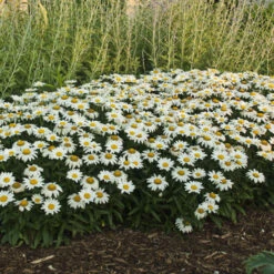'Snowcap' Shasta Daisy -Florist Shop 73ee4f39b48567d63de16cd62b8a9f10