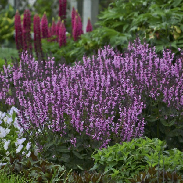 Color Spires® 'Pink Dawn' Salvia 2 Color Spires® 'Pink Dawn' Salvia - Image 2