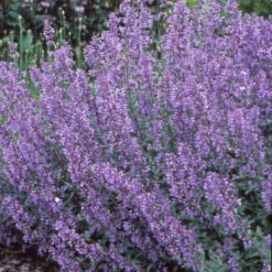 Walker's Low Catmint 12 Walker's Low Catmint -Florist Shop 7f38d9ac0770e380fb79b256acceff3b