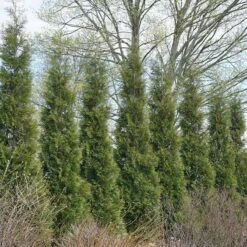 Full Speed A Hedge® 'American Pillar' Arborvitae 10 Full Speed A Hedge® 'American Pillar' Arborvitae -Florist Shop 800 3356 popup sw