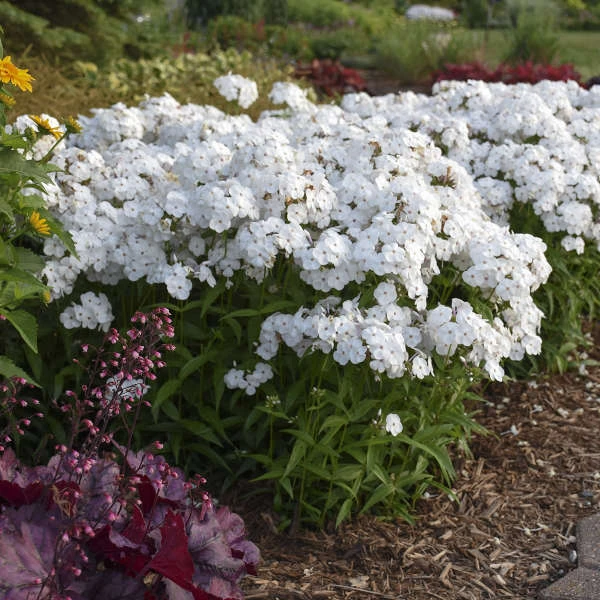 'Opening Act White' Hybrid Phlox 2 'Opening Act White' Hybrid Phlox - Image 2
