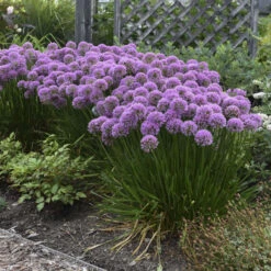 'Millenium' Allium -Florist Shop 84c55f6ee83f67044b932c16a12b7178