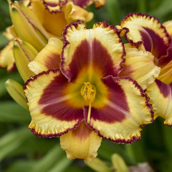 Rainbow Rhythm® 'Blazing Glory' Daylily 1 Rainbow Rhythm® 'Blazing Glory' Daylily