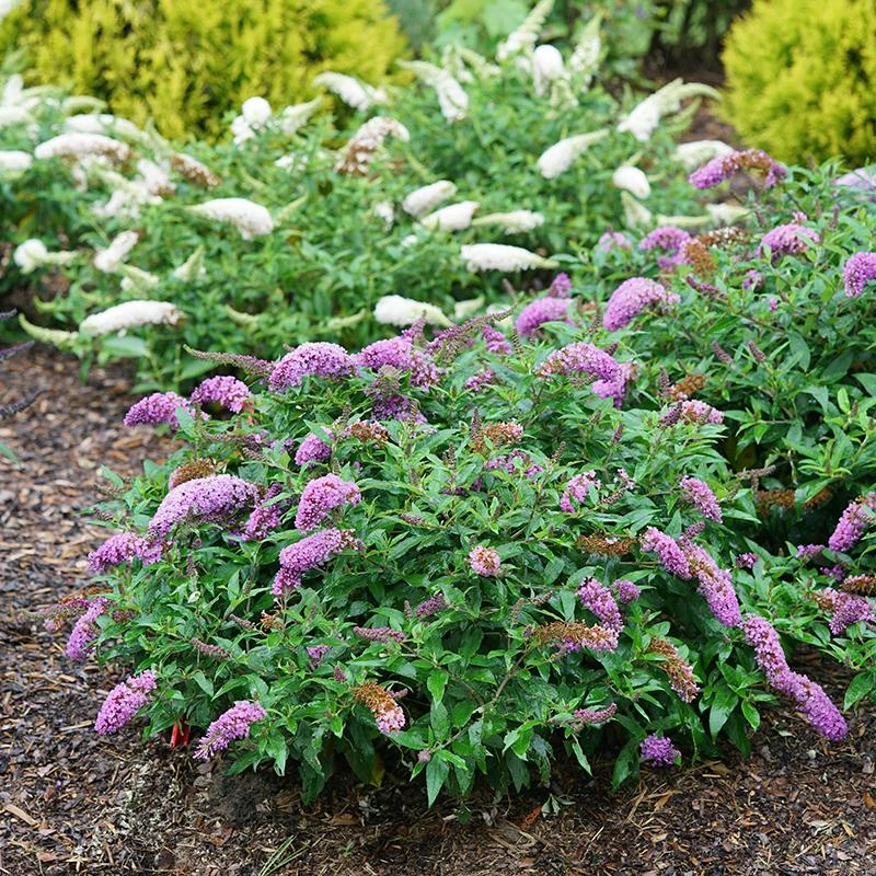 Pugster Periwinkle® Butterfly Bush 1 Pugster Periwinkle® Butterfly Bush