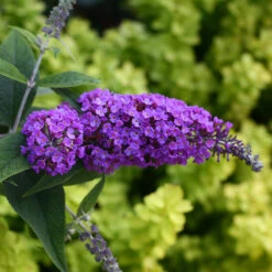 Lo & Behold® 'Purple Haze' Butterfly Bush