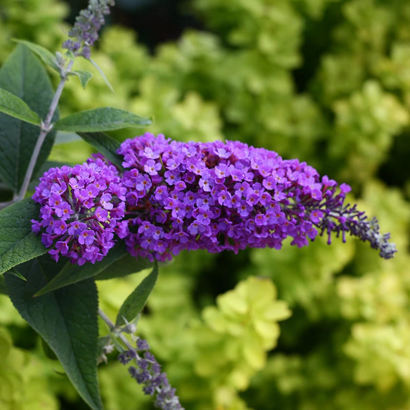 Lo & Behold® 'Purple Haze' Butterfly Bush 1 Lo & Behold® 'Purple Haze' Butterfly Bush