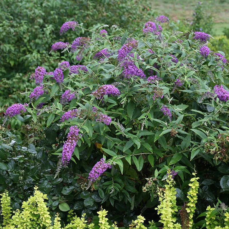 Lo & Behold® 'Purple Haze' Butterfly Bush 2 Lo & Behold® 'Purple Haze' Butterfly Bush - Image 2