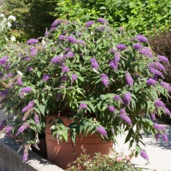 Lo & Behold® 'Purple Haze' Butterfly Bush 6 Lo & Behold® 'Purple Haze' Butterfly Bush -Florist Shop 856 4142 popup