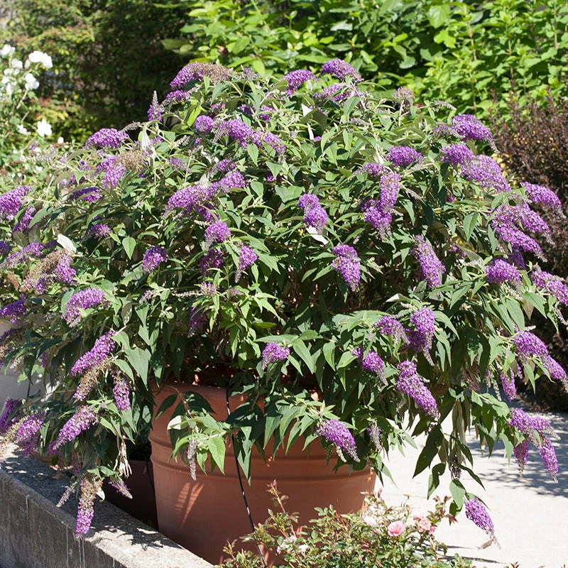 Lo & Behold® 'Purple Haze' Butterfly Bush 3 Lo & Behold® 'Purple Haze' Butterfly Bush - Image 3
