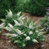 Pugster White® Butterfly Bush