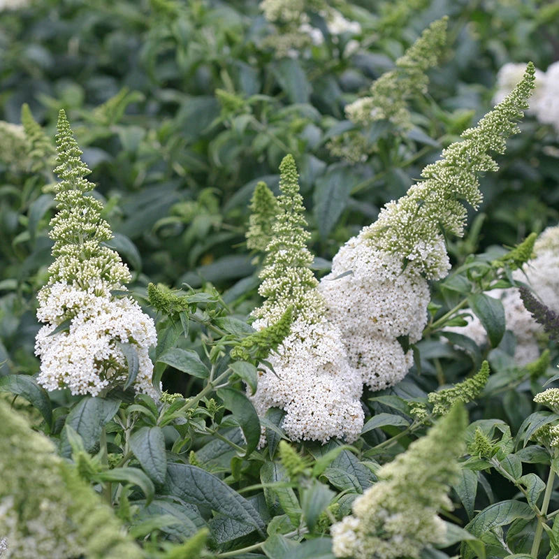 Pugster White® Butterfly Bush 2 Pugster White® Butterfly Bush - Image 2