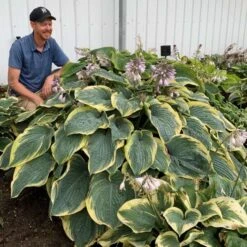 Shadowland® 'Gigantosaurus' Hosta -Florist Shop 858e931dfdac627605d9c3b55b7fd599