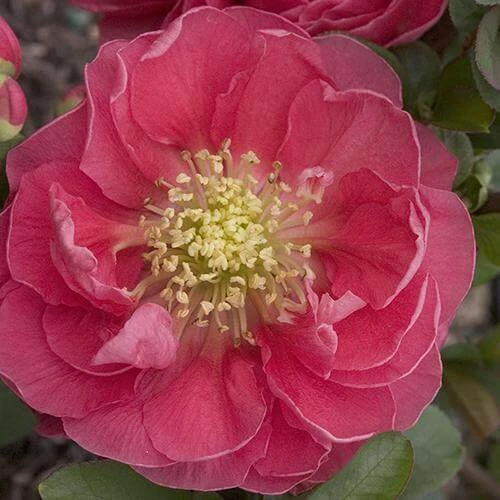 Double Take Pink™ Flowering Quince 1 Double Take Pink™ Flowering Quince