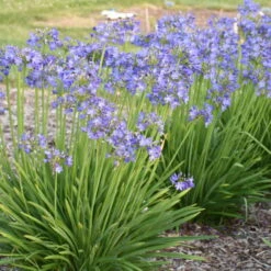 'Little Galaxy' Lily-of-the-Nile -Florist Shop 867ffb47e110f7c16f224fae757e0697