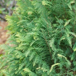 Pinpoint® Blue & Gold False Cypress -Florist Shop 897 4177 popup