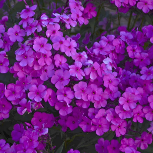 'Cloudburst' Tall Cushion Phlox 2 'Cloudburst' Tall Cushion Phlox - Image 2