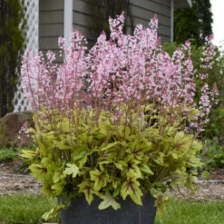 Fun And Games® 'Eye Spy' Foamy Bells 7 Fun And Games® 'Eye Spy' Foamy Bells -Florist Shop 940d71b1f49c0350021022dffb82a293