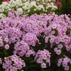 Luminary™ 'Opalescence' Phlox -Florist Shop 97eb822f201cd96f5088c7eb4d264472