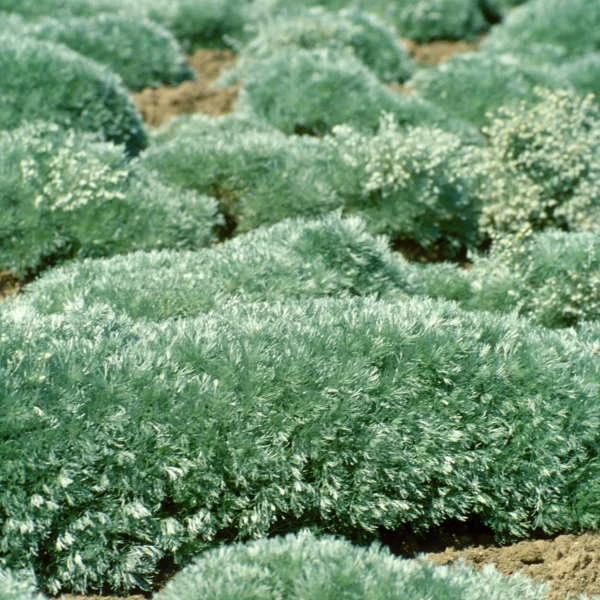'Silver Mound' Wormwood 5 'Silver Mound' Wormwood - Image 5